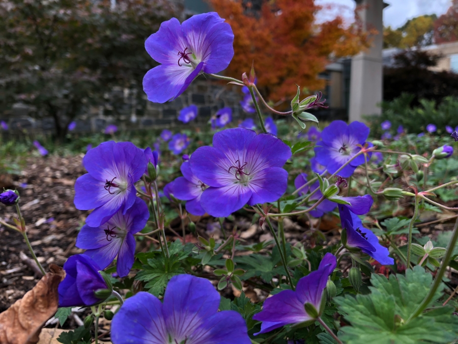 Purple flowers in a garden at the Science Center 